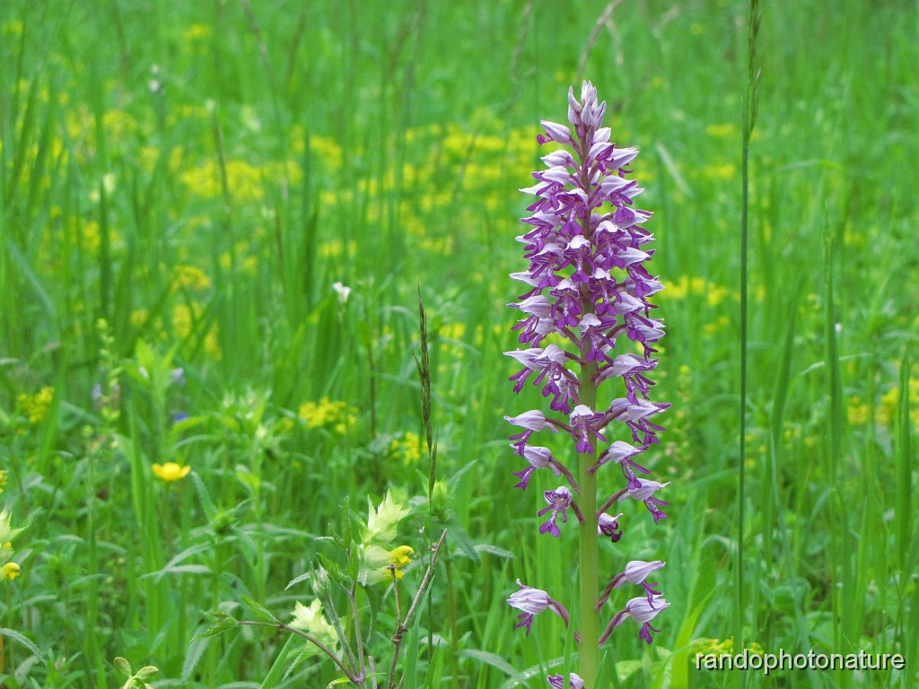 42_Orchis militaire_2.JPG - Orchis militaire